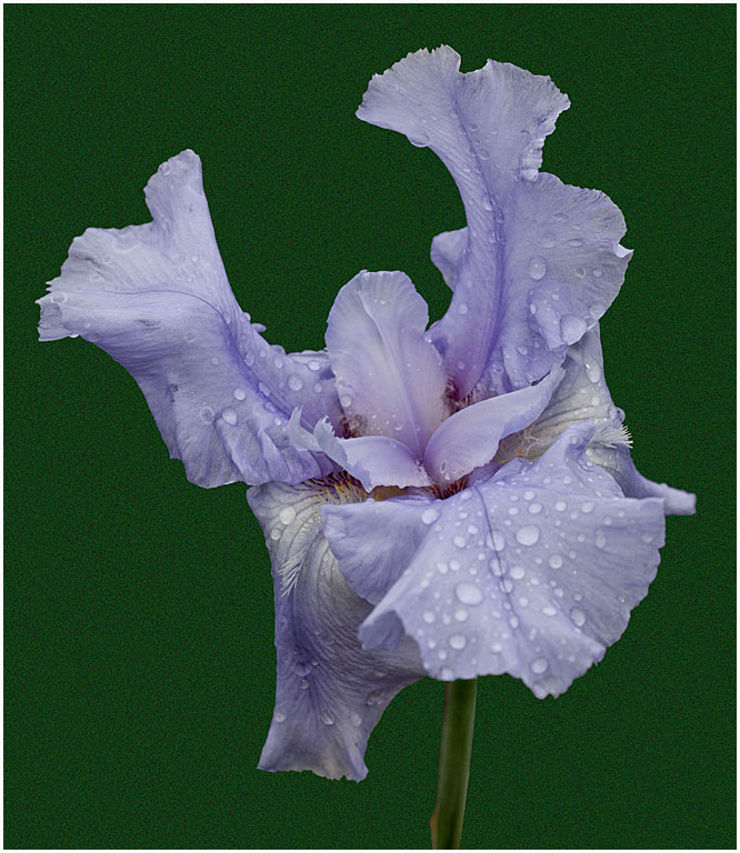 Bearded iris no 13 alt pres s